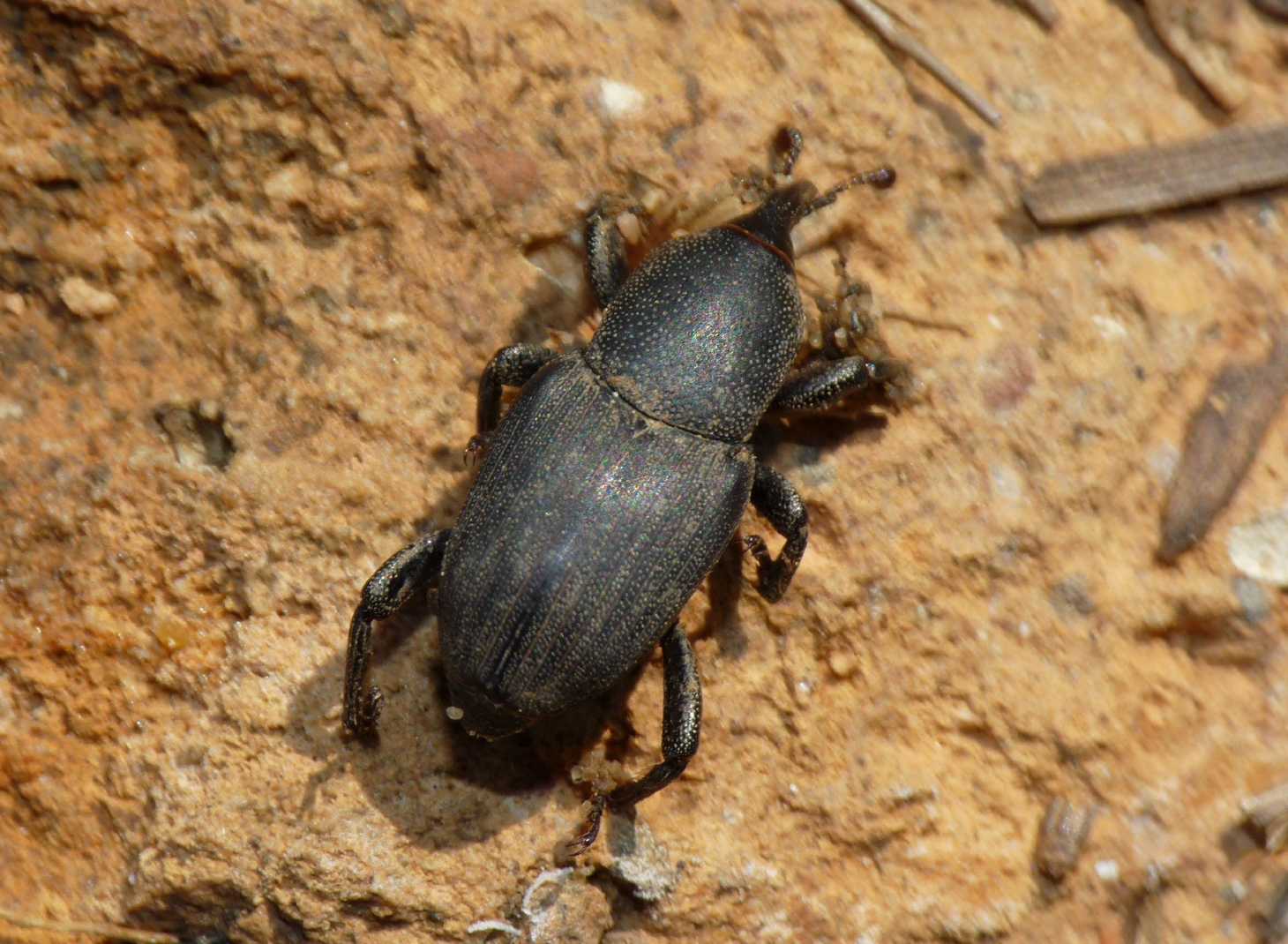 Sphenophorus sp.?